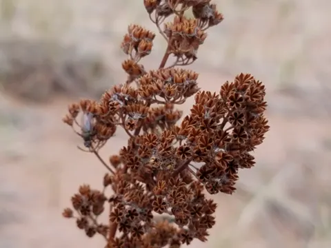 Meadowsweet (Spiraea alba)