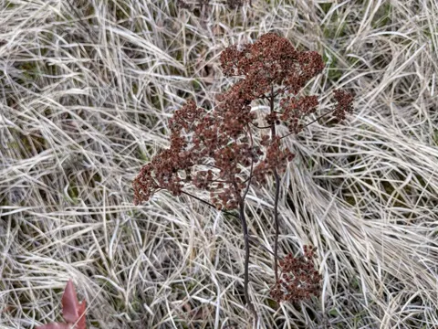 Shiny Spiraea (Spiraea lucida)