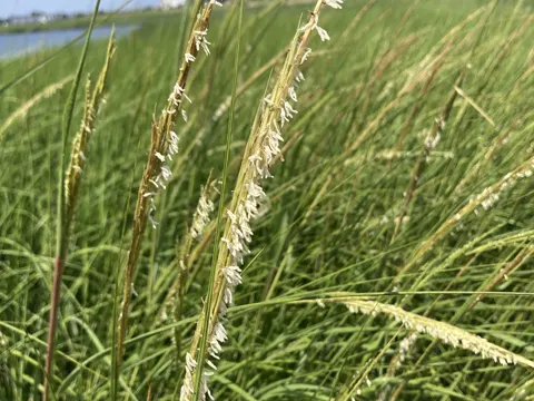 Sporobolus alterniflorus (Sporobolus alterniflorus)