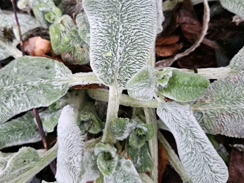 Woll-Ziest (Stachys byzantina)