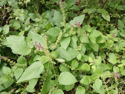 Hedge Woundwort