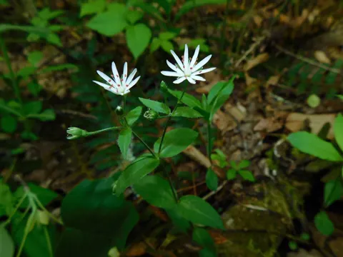 Stellaria pubera