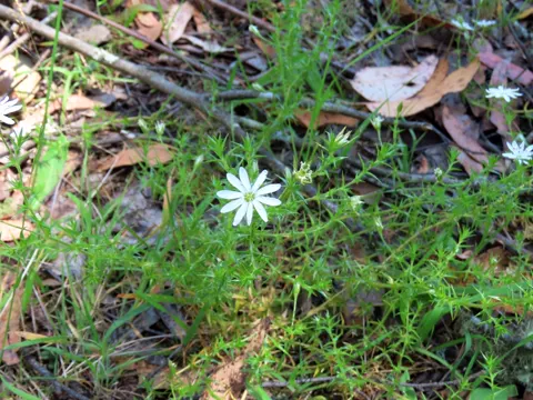 Spiny Starwort (Stellaria pungens)
