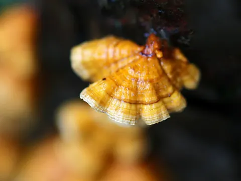 Stereum complicatum (Stereum complicatum)