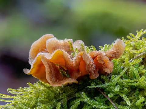 Striegelige Schichtpore (Stereum hirsutum)