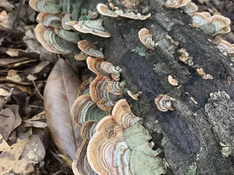 Eichen-Schichtpilz (Stereum ostrea)