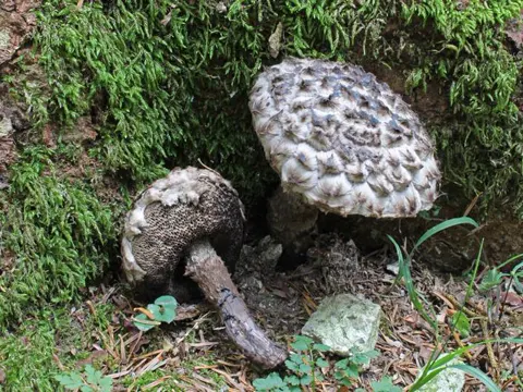 Strubbelkopf-Röhrling