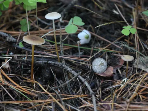Milder Zapfenrübling (Strobilurus stephanocystis)