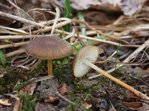 Bitterer Zapfenrübling (Strobilurus tenacellus)