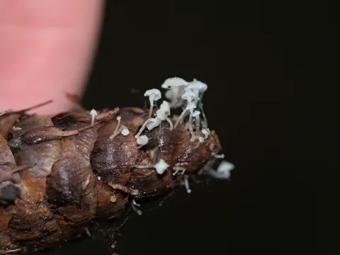Tannenzapfen-Pilz