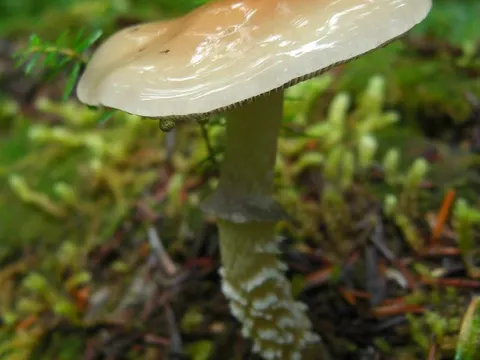 Conifer Roundhead (Stropharia hornemannii)