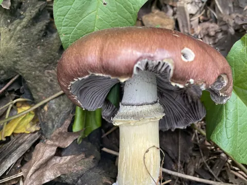Wine Cap Mushroom (Stropharia rugosoannulata)