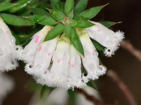 Styphelia fletcheri (Styphelia fletcheri)
