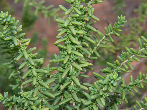 Echte Salzaster (Suaeda vera)