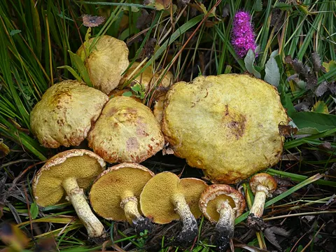 Amerikanischer Schmierröhrling (Suillus americanus)