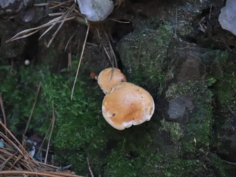 Bovine Bolete