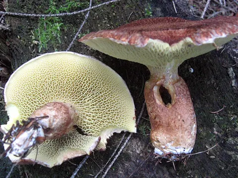 Hohlfuß-Röhrling (Suillus cavipes)