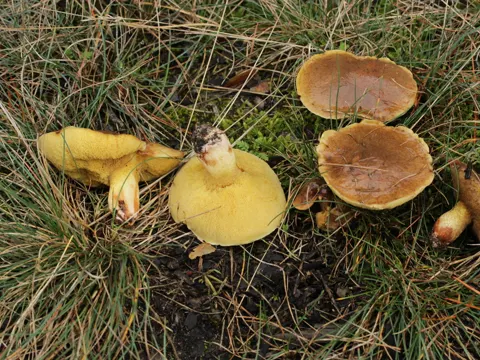 Ringloser Butterpilz (Suillus collinitus)