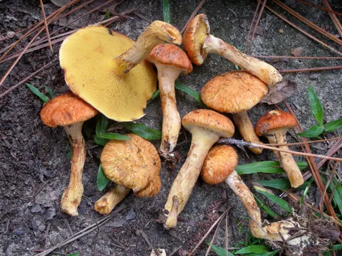 Suillus decipiens (Suillus decipiens)