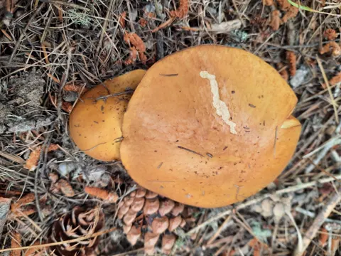 Larch Bolete