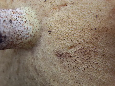 Suillus kaibabensis