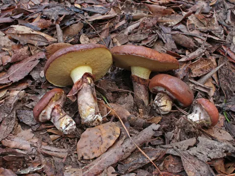 Slippery Jack