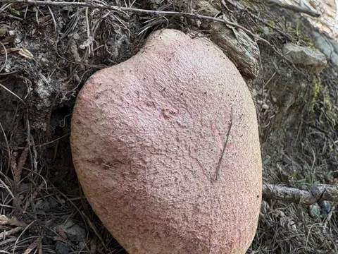 Rosy Larch Bolete (Suillus ochraceoroseus)