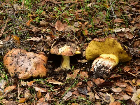 Trugkurz-Flockenstieliger Hexen-Röhrling (Suillus pseudobrevipes)