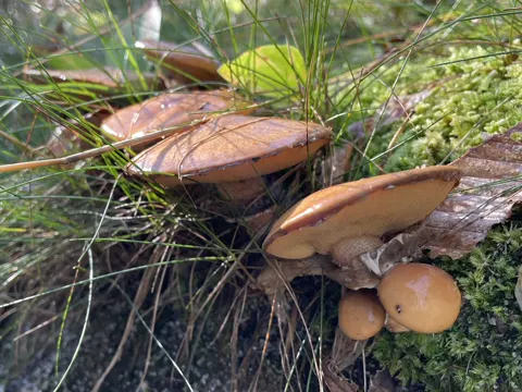 Suillus salmonicolor (Suillus salmonicolor)