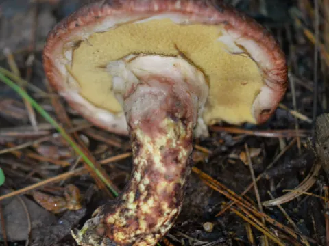 Larch Bolete (Suillus spraguei)