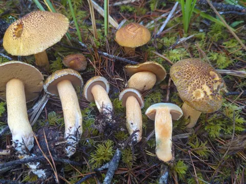 Suillus tomentosus