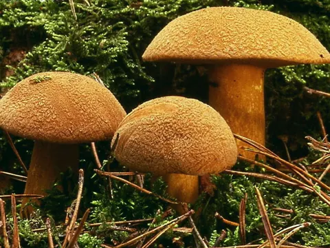 Sandröhrling (Suillus variegatus)