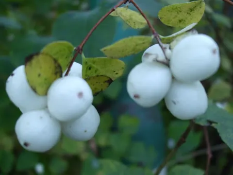 Snowberry