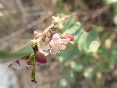 Westliche Schneebeere (Symphoricarpos occidentalis)