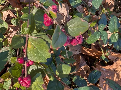 Coralberry (Symphoricarpos orbiculatus)