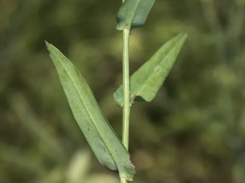 Glatte Aster