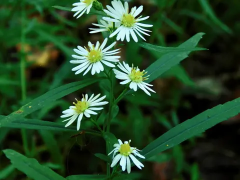 Lanzett-Herbstaster (Symphyotrichum lanceolatum)