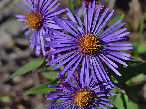 Neuengland-Aster