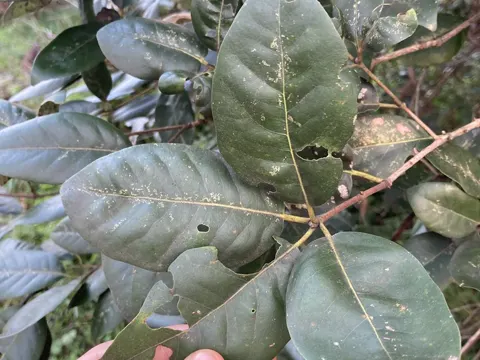 Syncarpia glomulifera (Syncarpia glomulifera)