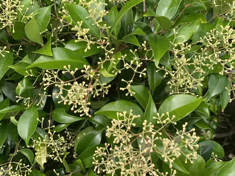 Syzygium smithii (Syzygium smithii)