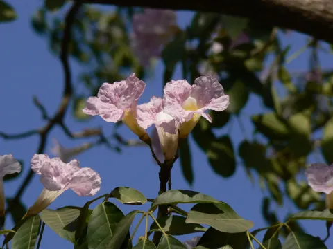 Tabebuia rosea (Tabebuia rosea)