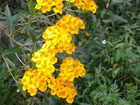 Mexikanischer Estragon (Tagetes lucida)