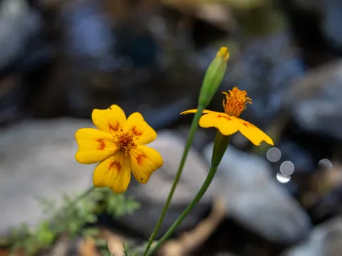 Tagetes lunulata (Tagetes lunulata)