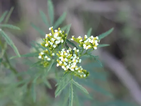 Kleinblütige Tagetes (Tagetes minuta)