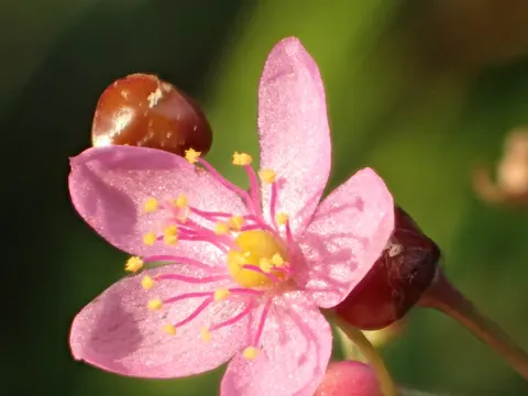 Talinum paniculatum