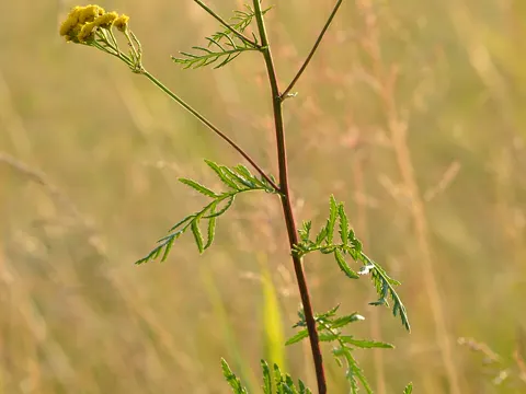 Tansy