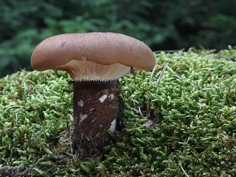 Velvet Roll-rim (Tapinella atrotomentosa)