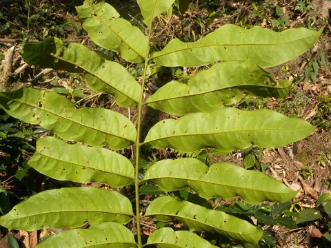 Tapirira guianensis (Tapirira guianensis)