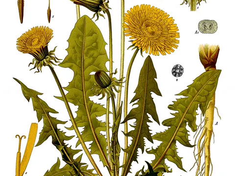 Dandelion
