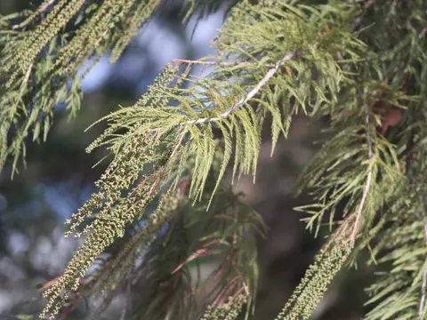 Mexikanische Sumpfzypresse (Taxodium mucronatum)